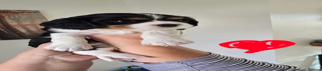 Cavalier King Charles Spaniel Puppy 4