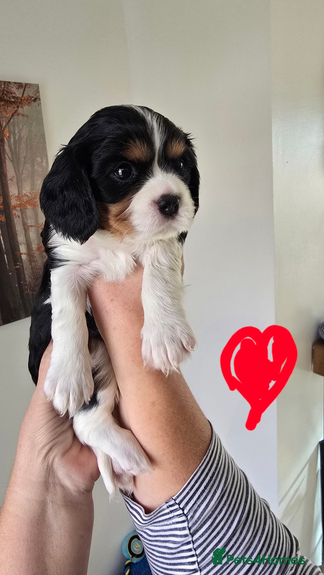 Cavalier King Charles Spaniel dogs for sale: Gorgeous  Cavalier King Charles  Puppies forsale . - Image 7