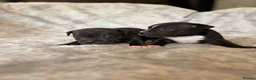 Staffordshire Bull Terrier dogs for sale: Stunning Staffordshire bull terrier puppies in Manchester - Advert 20