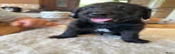 Labradoodle dogs for sale: Beautiful happy labradoodle puppies Ready 15.07.26 - Advert 6