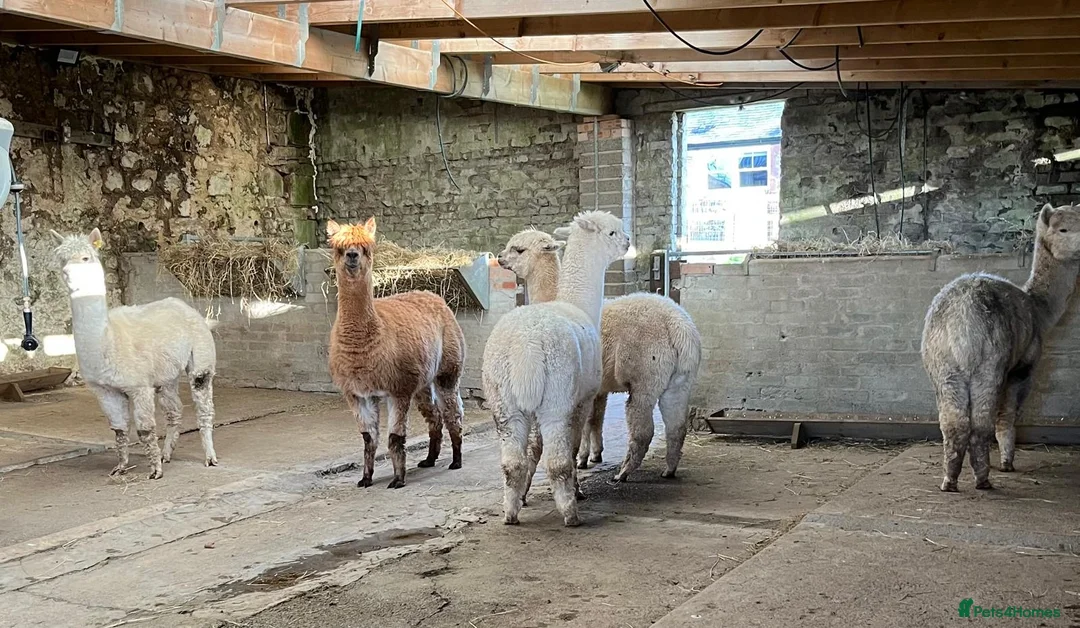 Alpaca livestock for sale: 6 Mixed aged Female Alpacas  in Darvel - Advert 2
