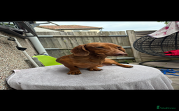 Dachshund dogs for stud: For stud - Image 3