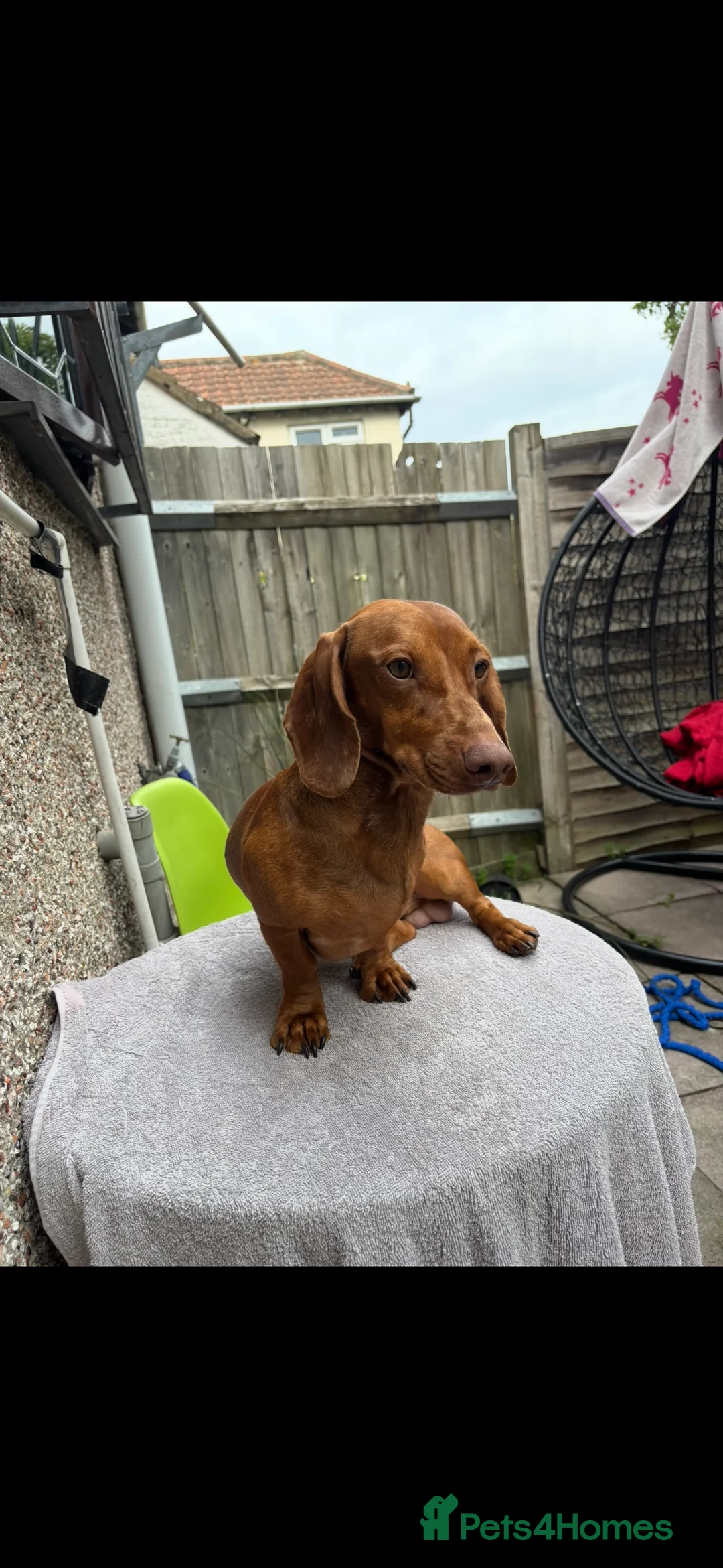 Dachshund dogs for stud: For stud - Advert 3