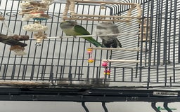 Cockatiels birds for sale: white cockatiel, Green Quaker with cage and toys - Image 4