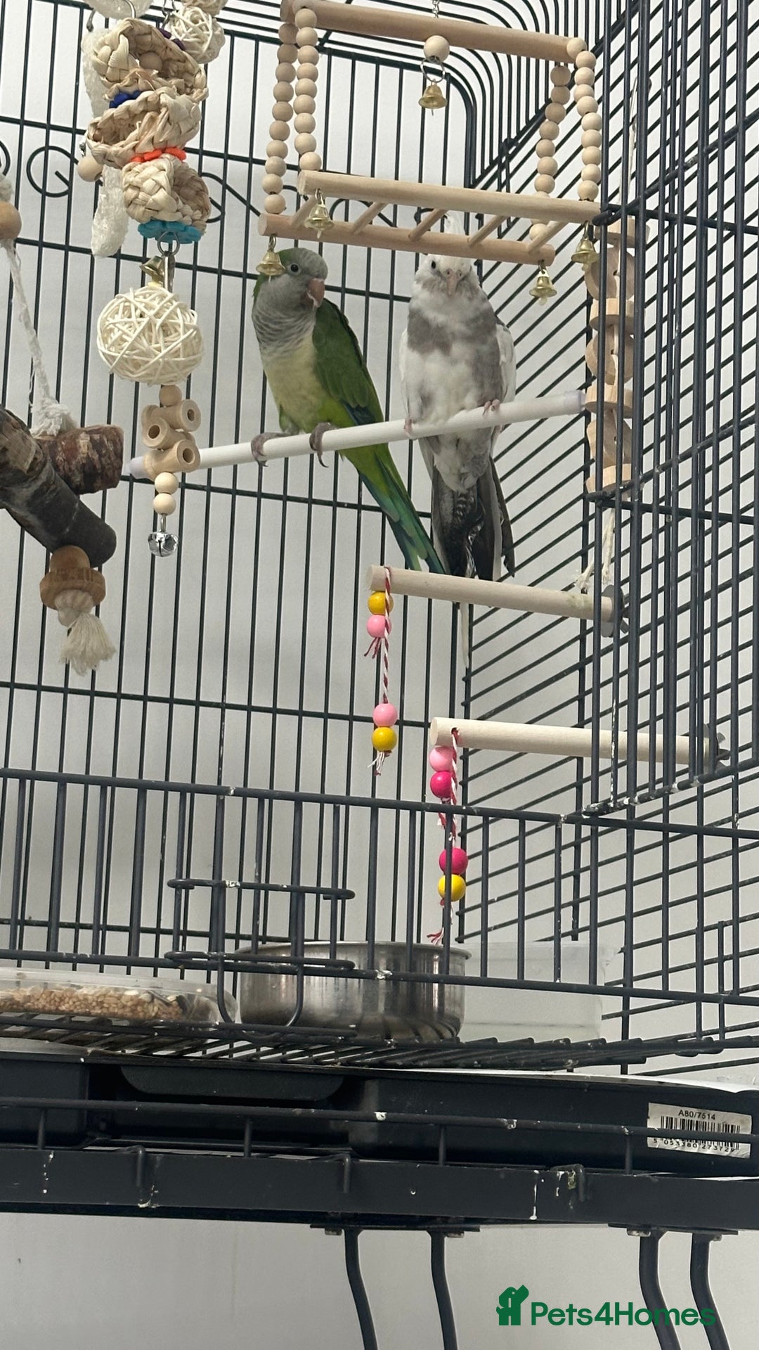 Cockatiels birds for sale: white cockatiel, Green Quaker with cage and toys - Image 4