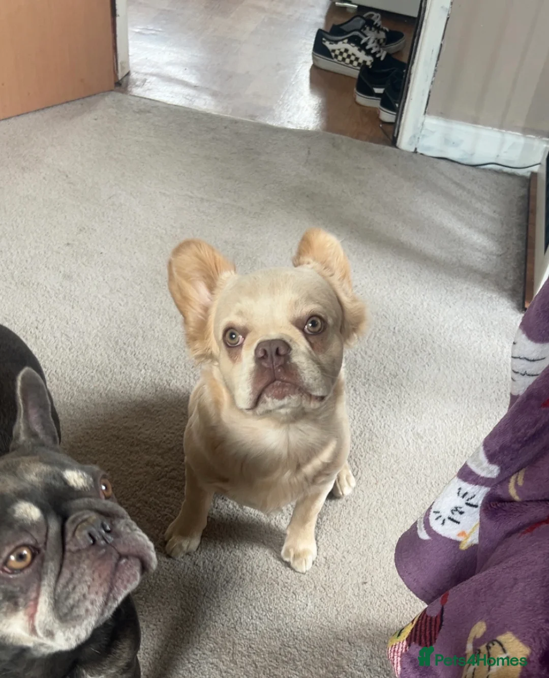 French Bulldog dogs for sale: Male fluffy French bulldog  - Advert 5