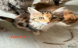 Maine Coon cats for sale: Beautiful Mainecoon Kittens x5 - Image 13