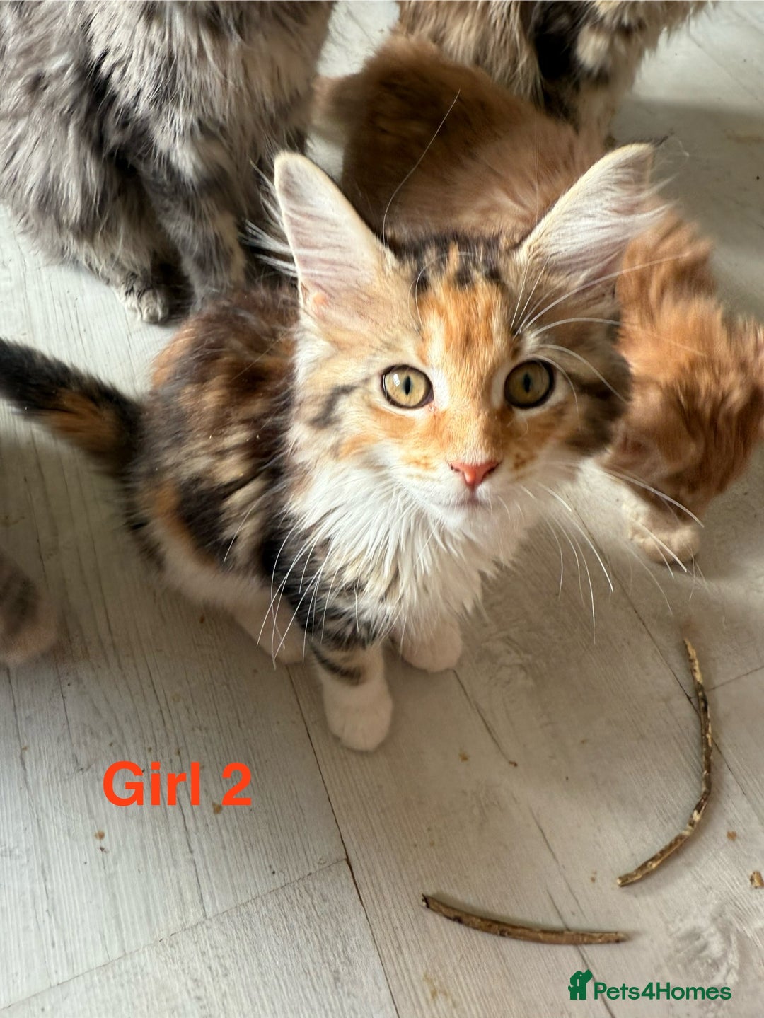 Maine Coon cats for sale: Beautiful Mainecoon Kittens x5 - Image 13