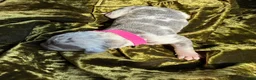 Mixed Breed dogs for sale: Italian Greyhound x Whippet puppys - Advert 5