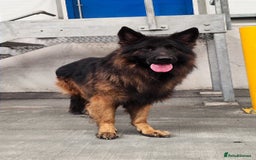 German Shepherd dogs for sale: Outstanding KC longhaired german shepherd puppies - Image 21