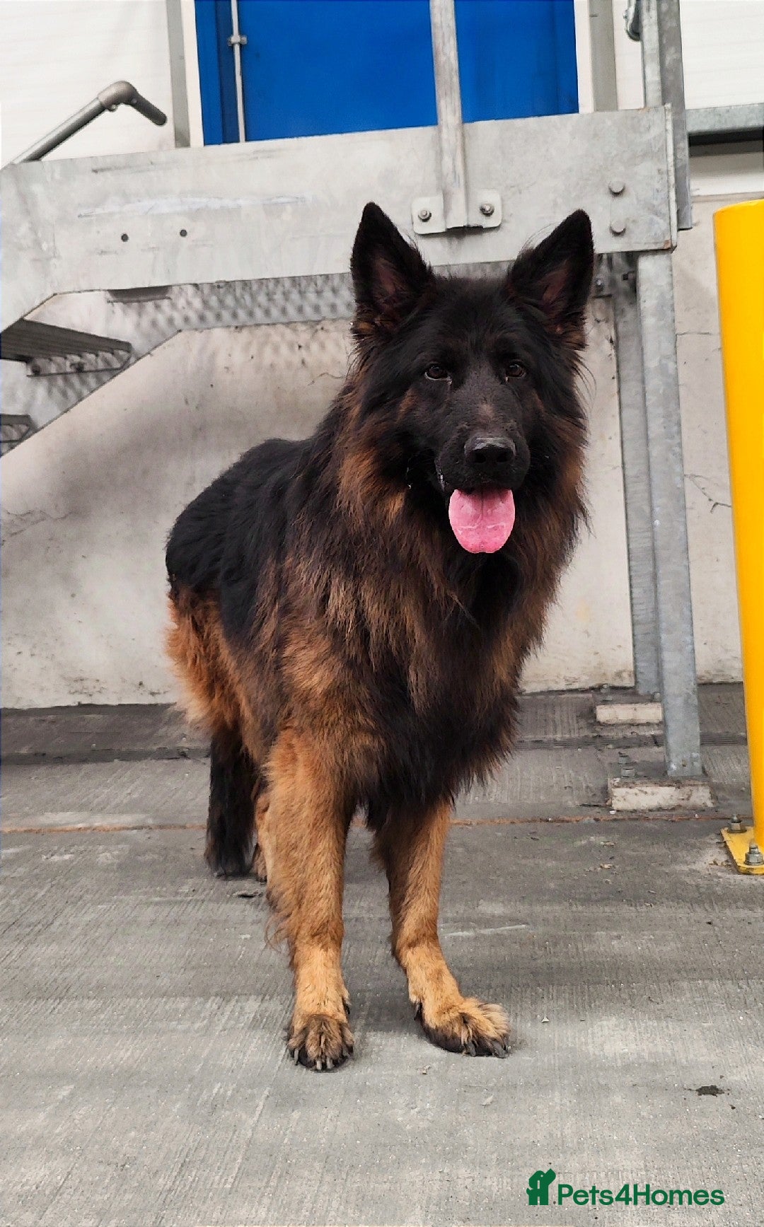 German Shepherd dogs for sale: Outstanding KC longhaired german shepherd puppies - Image 21
