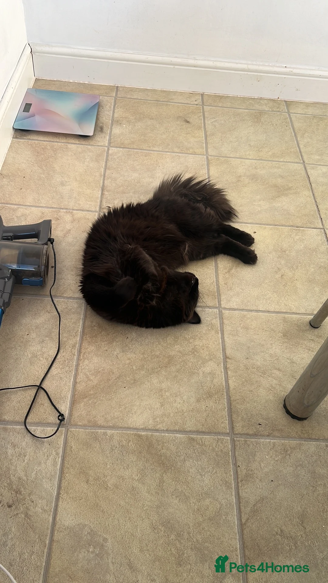 Persian cats for sale: Chubby chocolate 1y 6mths old boy - Advert 2
