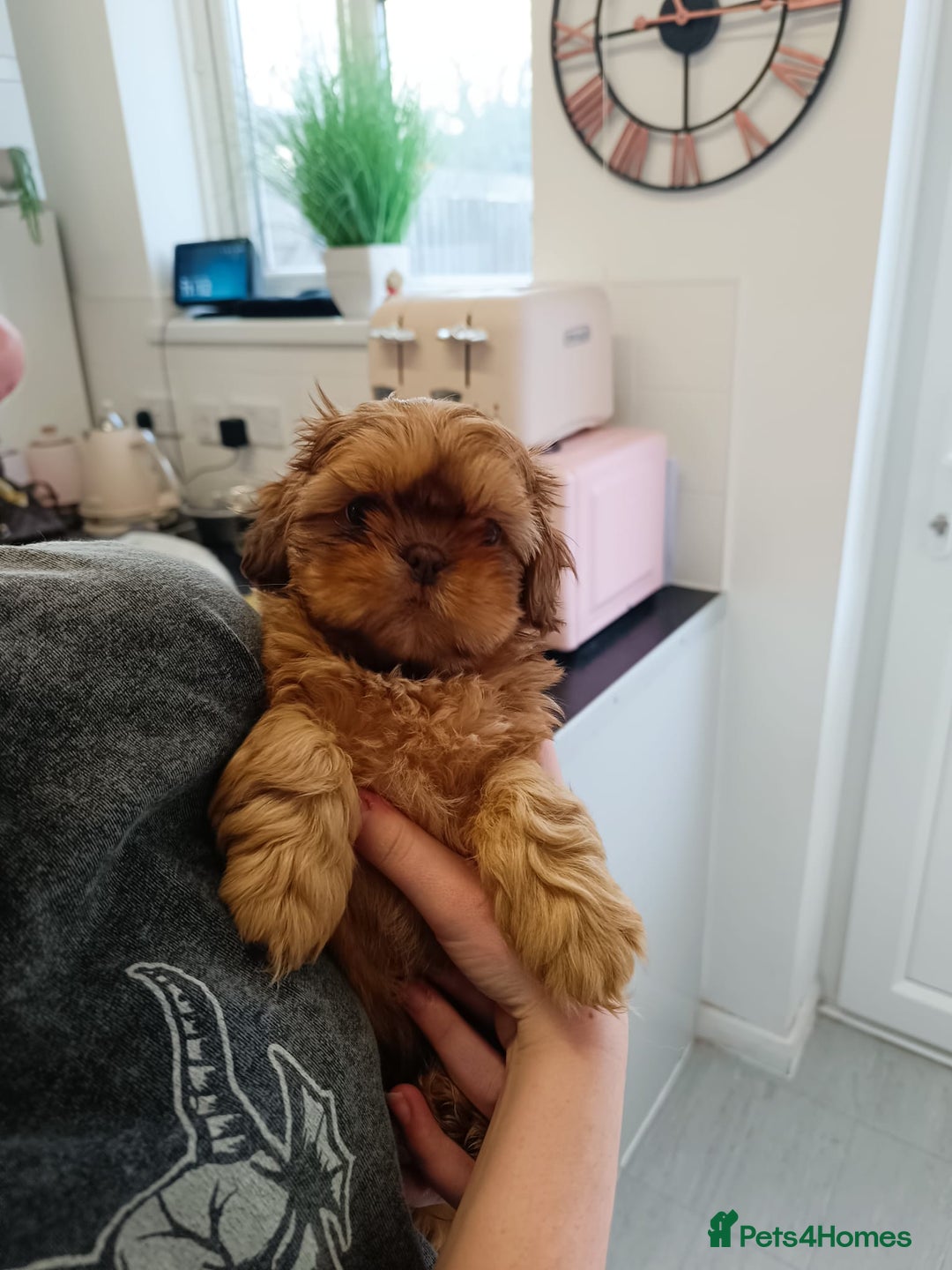 Shih Tzu dogs for sale: Imperial shih-tzus - Advert 15