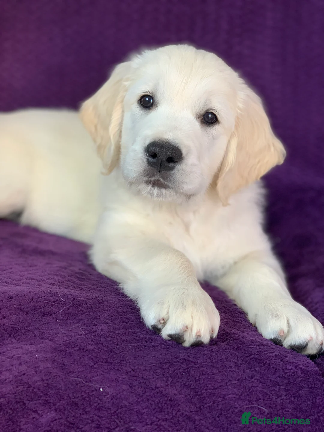 Golden Retriever dogs for stud: KC Reg, Health Tested, Crufts Qualified, Proven in Milton Keynes - Advert 14