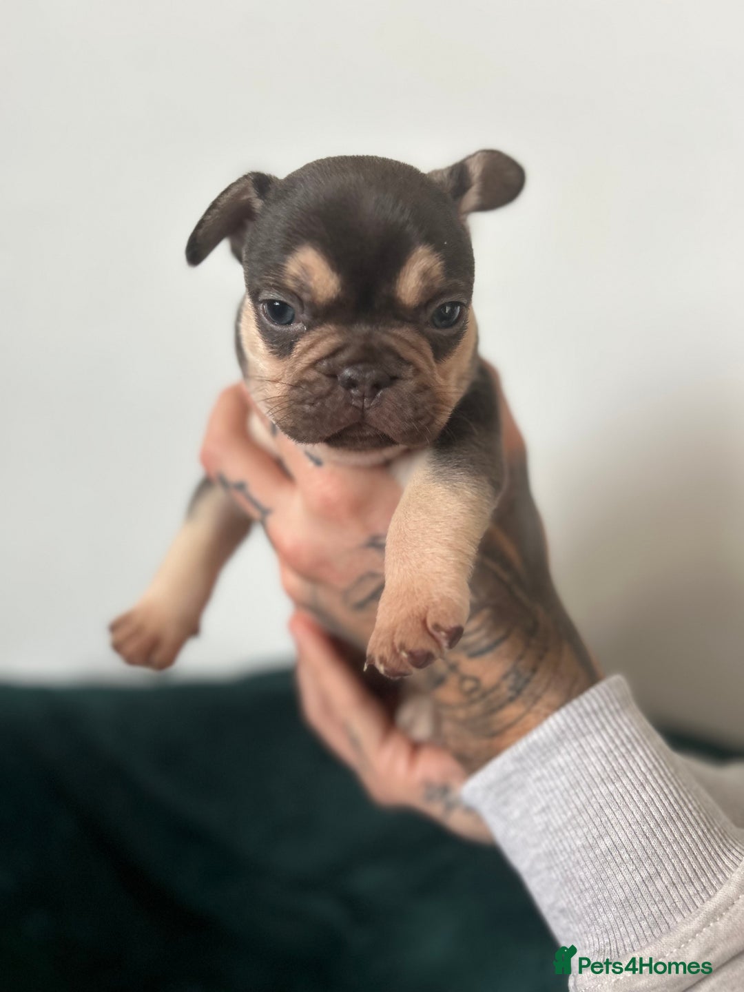 French Bulldog dogs for sale: KC REGISTERED FRENCH BULLDOG PUPPIES – BOYS 🐾 - Advert 11