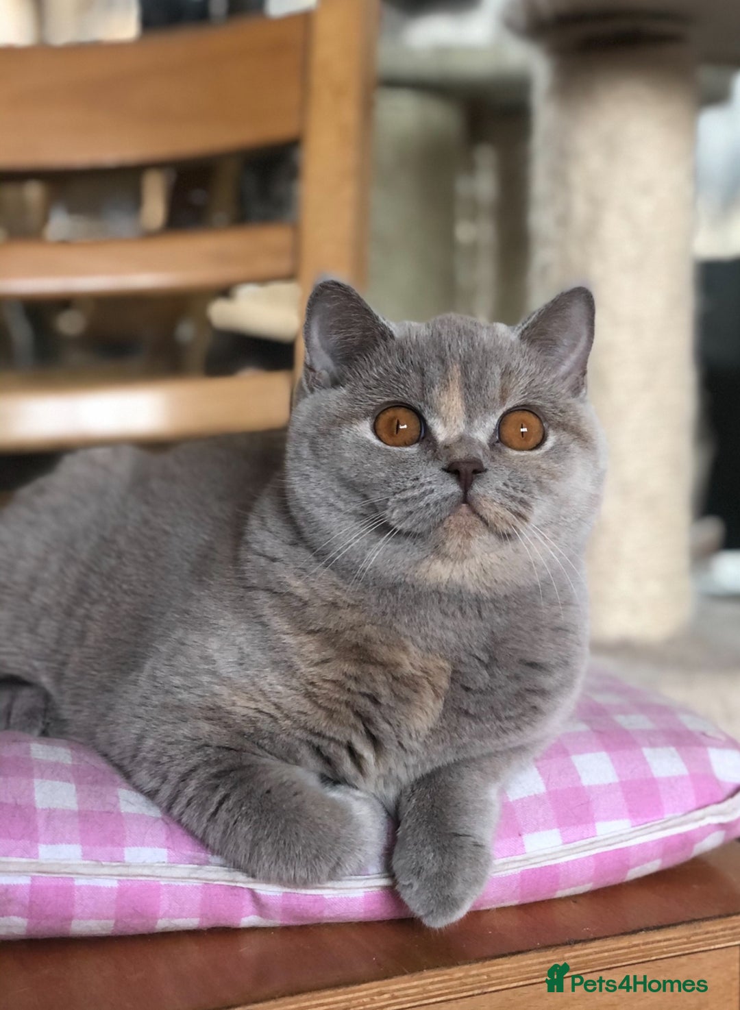 British Shorthair cats for sale: Beautiful BSH lilac Tortie girl for sale - Advert 4