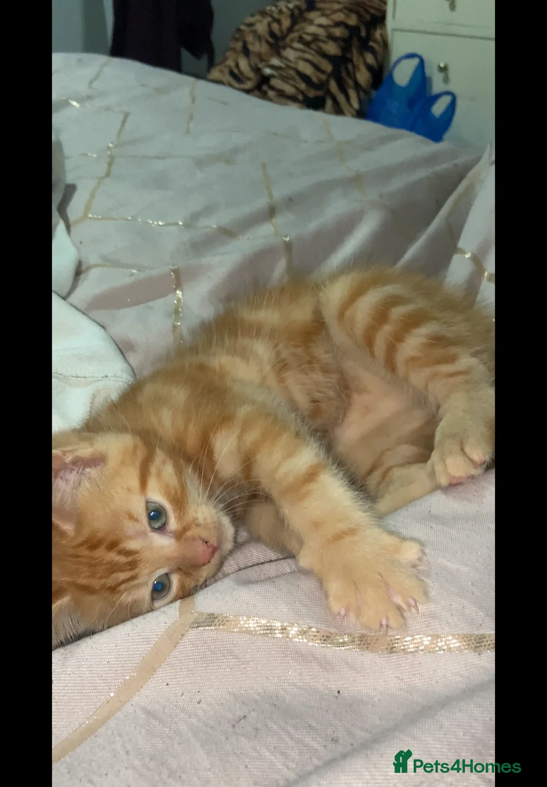 Mixed Breed cats for sale: Beautiful kitten  - Advert 2