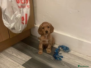 Cavapoo dogs Puppy for sale - Advert 12