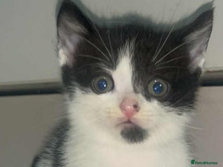 Domestic Shorthair cats Adorable Kittens! 🐾1 left £80 - Advert 16