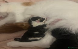 Domestic Shorthair cats for sale: 3 male kittens  - Image 10