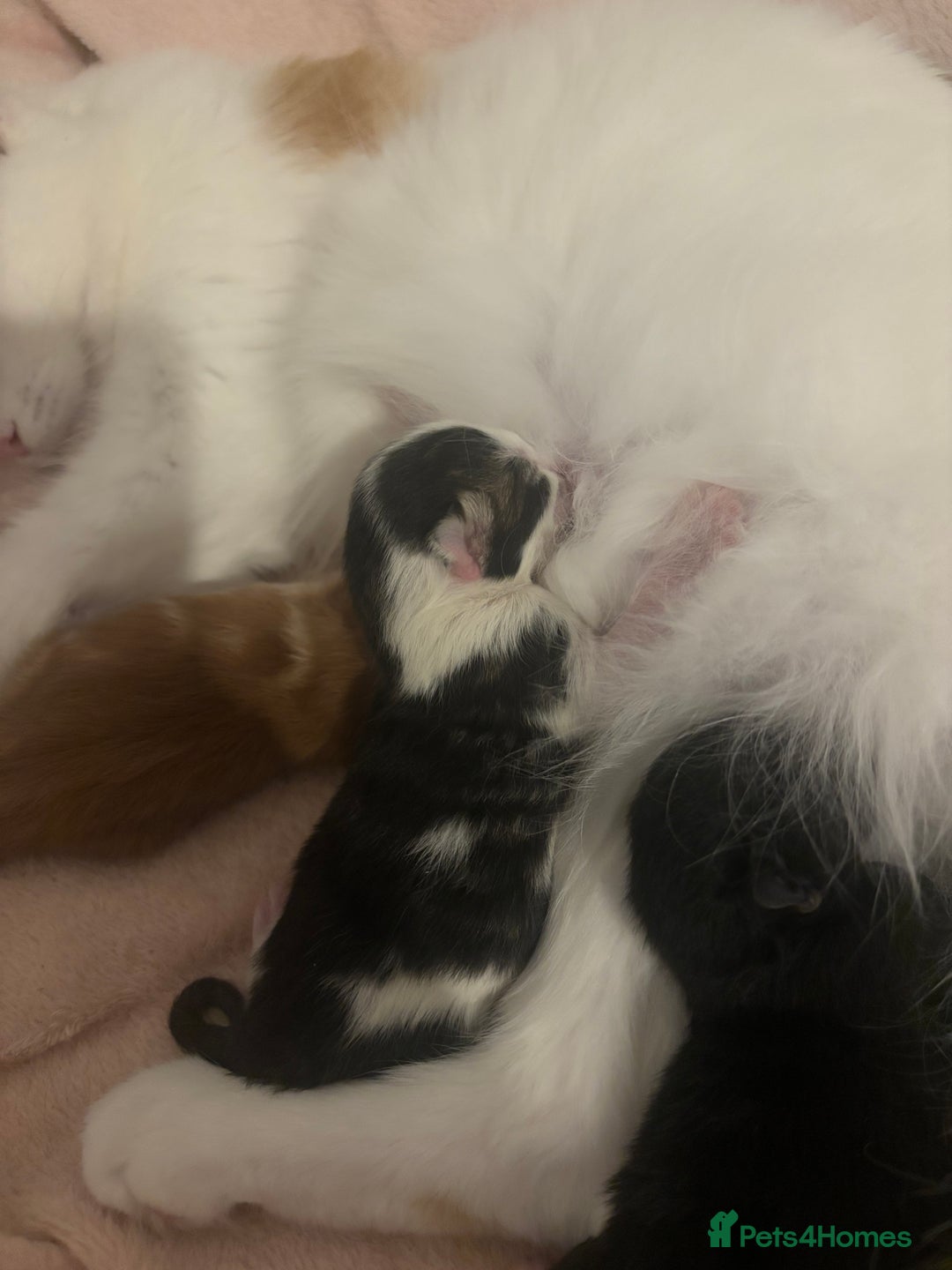 Domestic Shorthair cats for sale: 3 male kittens  - Image 10