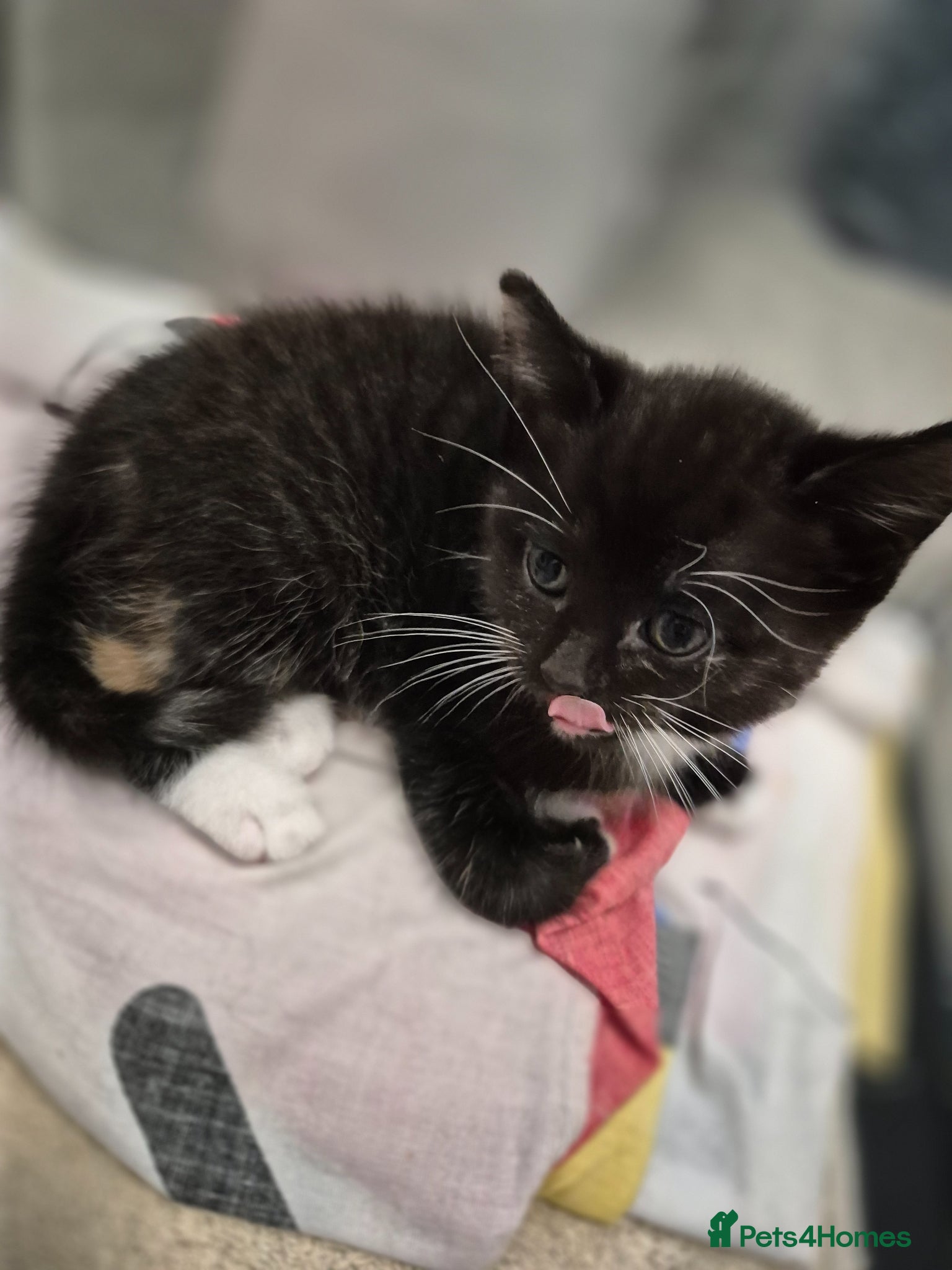 Mixed Breed cats Tri-Colour Girl Kitten – Ready Now 🐾 - Advert 4