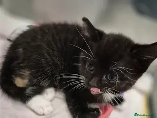 Mixed Breed cats Tri-Colour Girl Kitten – Ready Now 🐾 - Advert 4