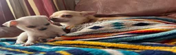 Chihuahua dogs for sale: Meet the Magnificent 7 - Advert 10