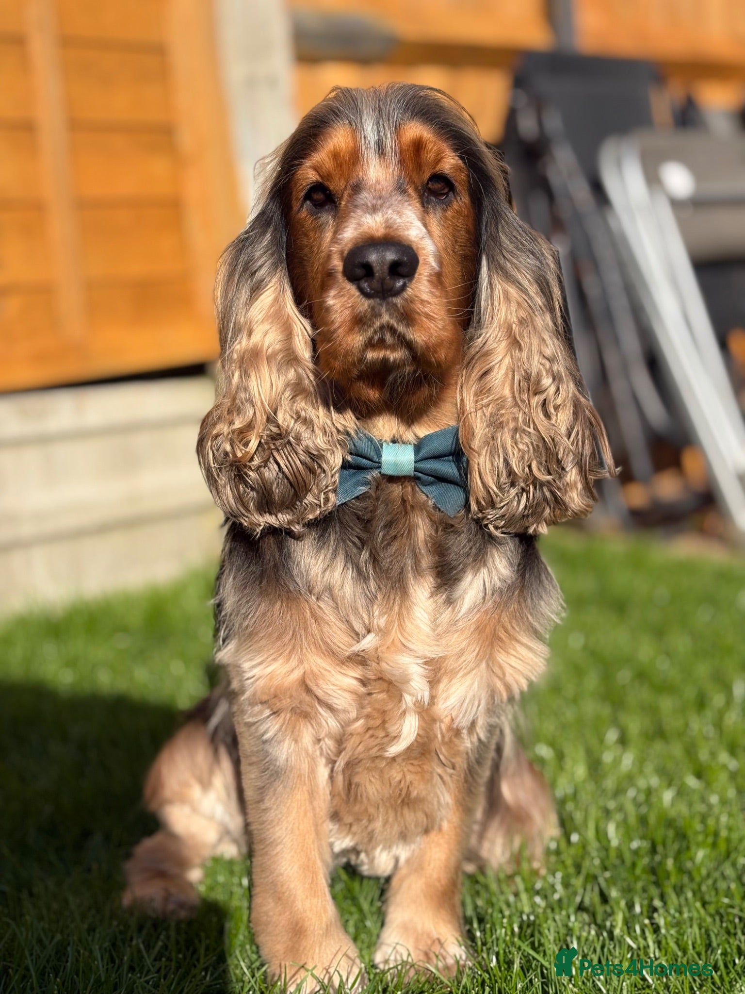 Cocker Spaniel dogs MALE COCKER SPANIEL STUD - Advert 1