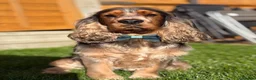 Cocker Spaniel dogs for stud: MALE COCKER SPANIEL STUD - Advert 1