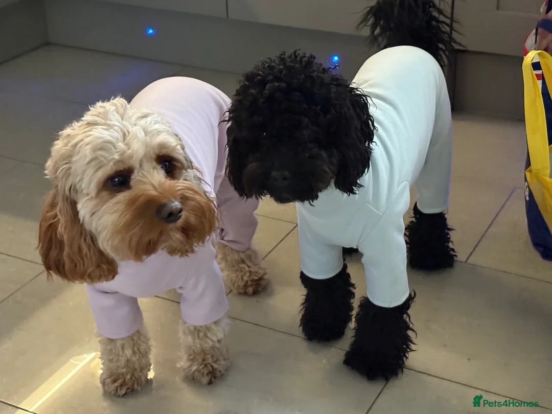 Cavapoo dogs for sale: Cavapoo puppies  - Advert 2