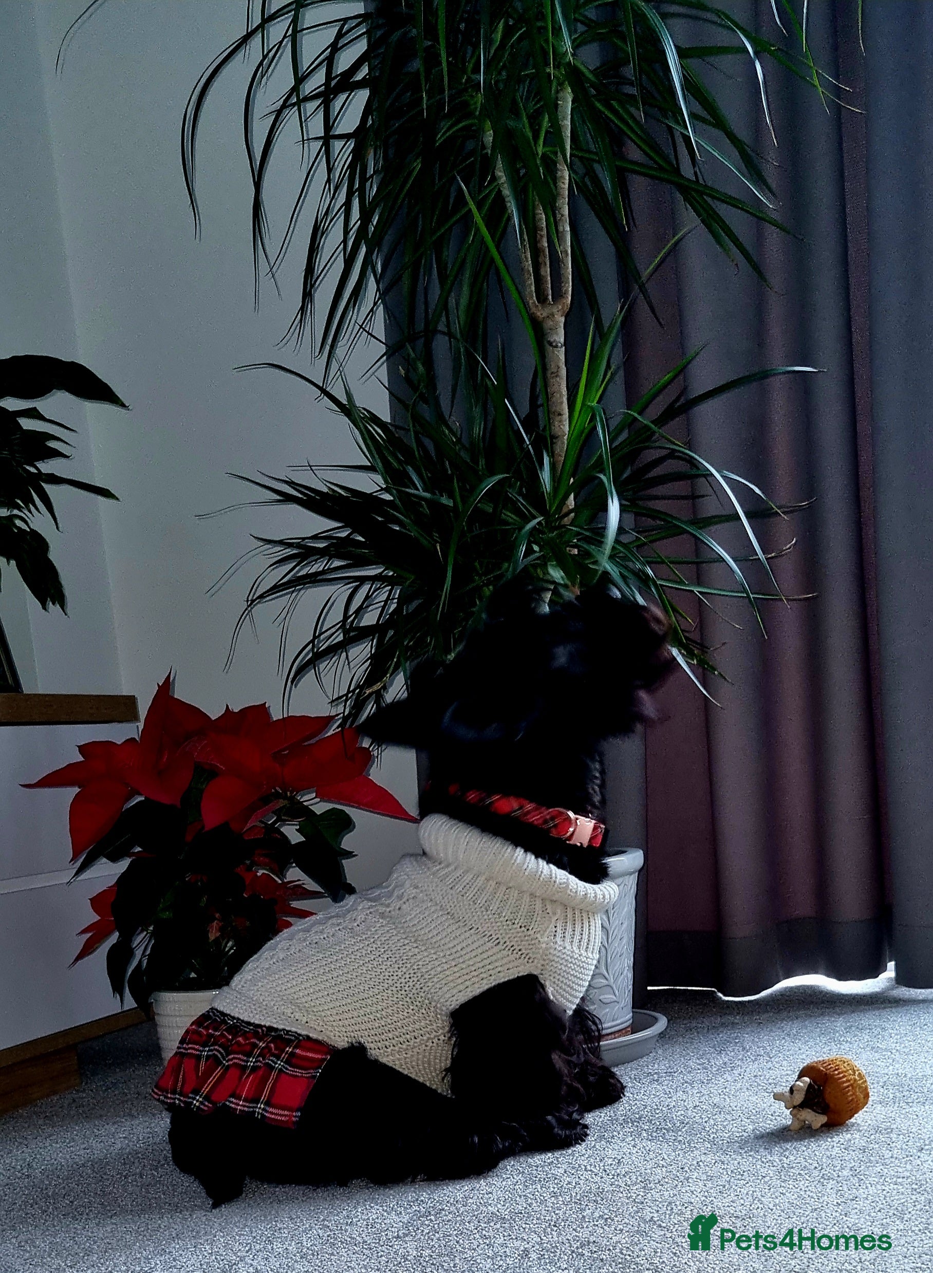 Scottish Terrier dogs puppies for sale - Advert 1