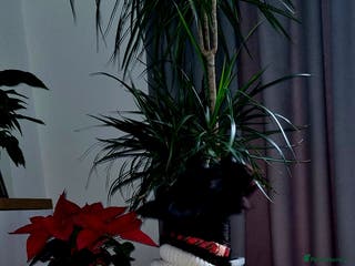 Scottish Terrier dogs puppies for sale - Advert 17