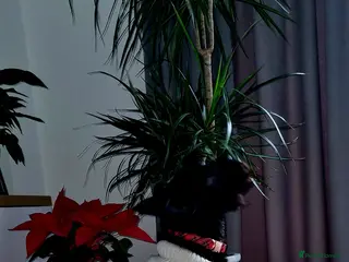 Scottish Terrier dogs puppies for sale - Advert 2