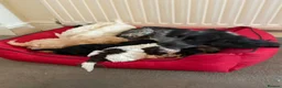 Cockapoo dogs for sale: Beautiful cockapoo puppys - Advert 22