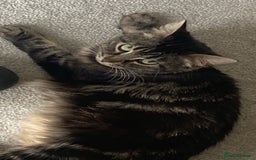 Mixed Breed cats for sale: 2 girl long haired tabby kittens  - Image 21