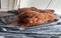 Maltipoo dogs for sale: Health tested rare coat red maltipoos for sale🐶!! - Image 5
