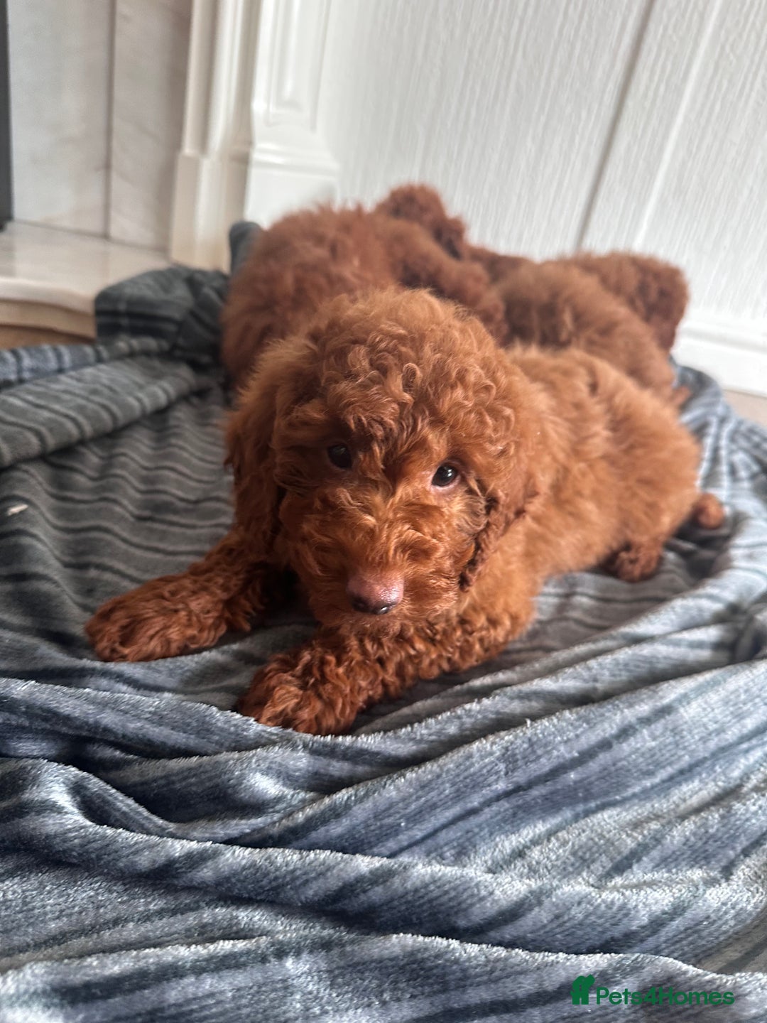 Maltipoo dogs for sale: Health tested rare coat red maltipoos for sale🐶!! - Image 5