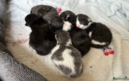 Ragdoll cats for sale: Ragdoll X kittens  - Image 10