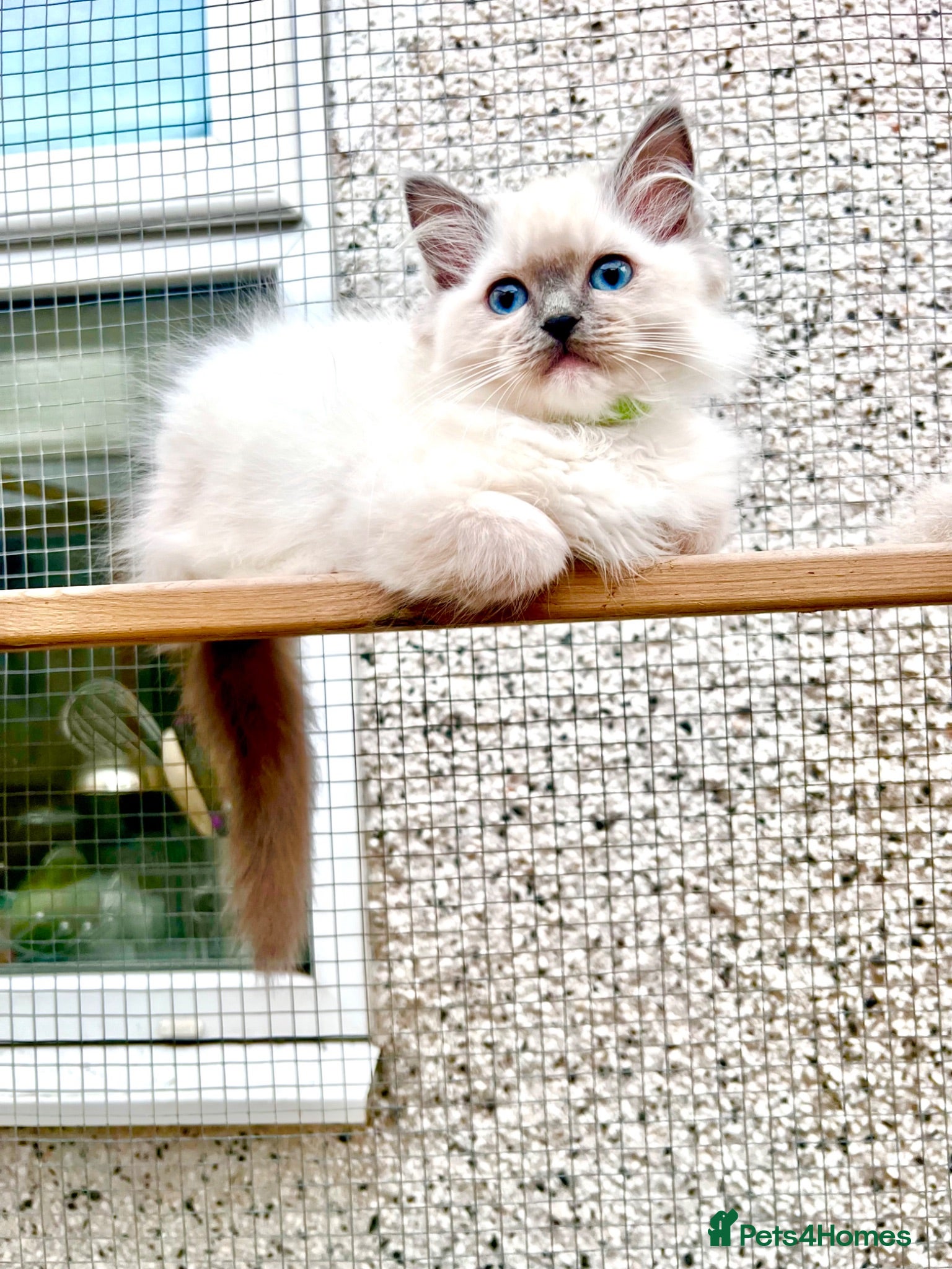Ragdoll cats PURE RAGDOLL  - Advert 4