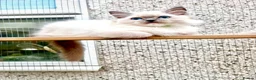 Ragdoll cats for sale: PURE RAGDOLL  - Advert 1
