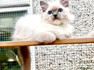 Ragdoll cats PURE RAGDOLL - Advert 4