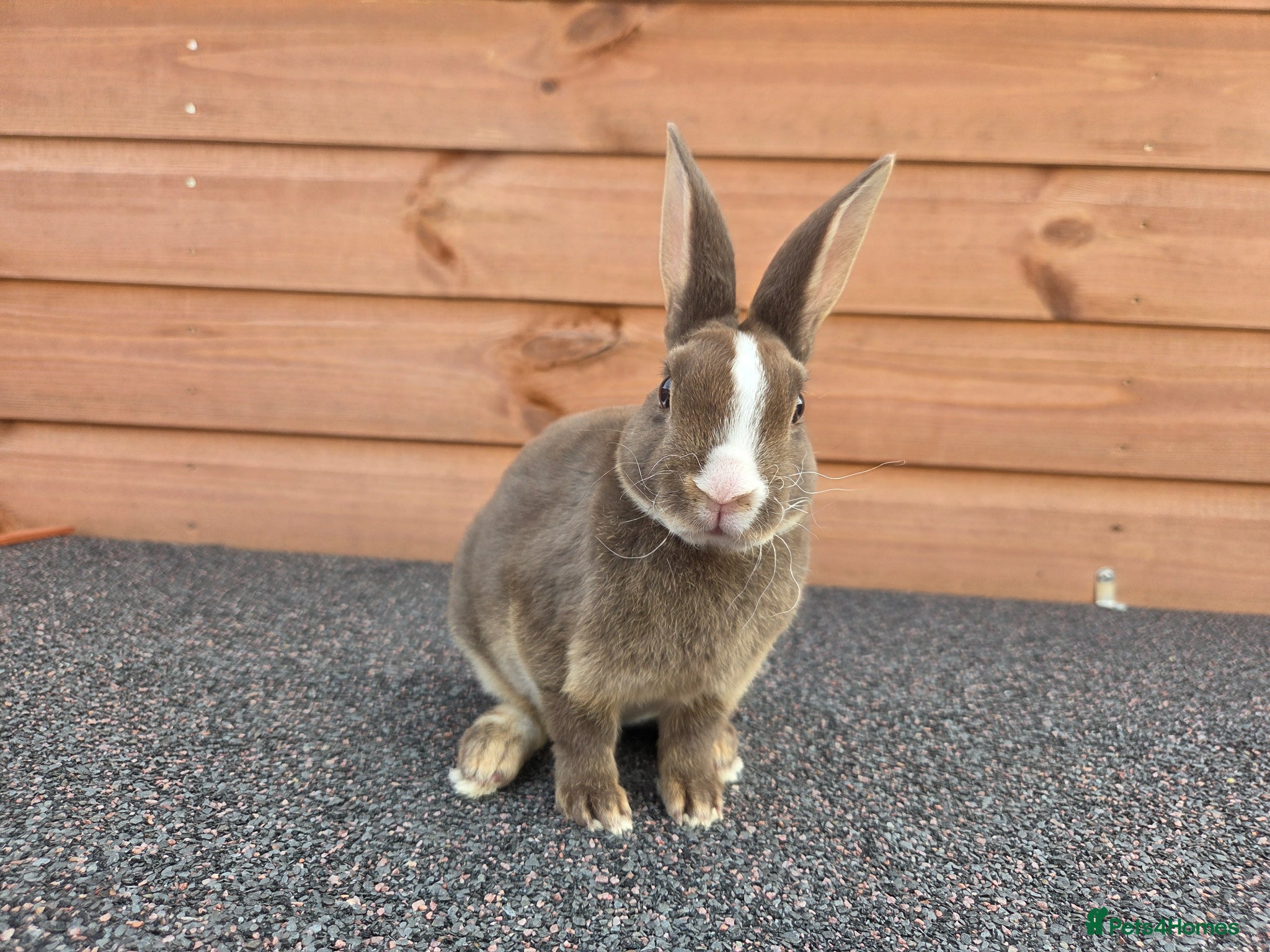 Rex rabbits Gorgeous Mini Rex Girl - Advert 3