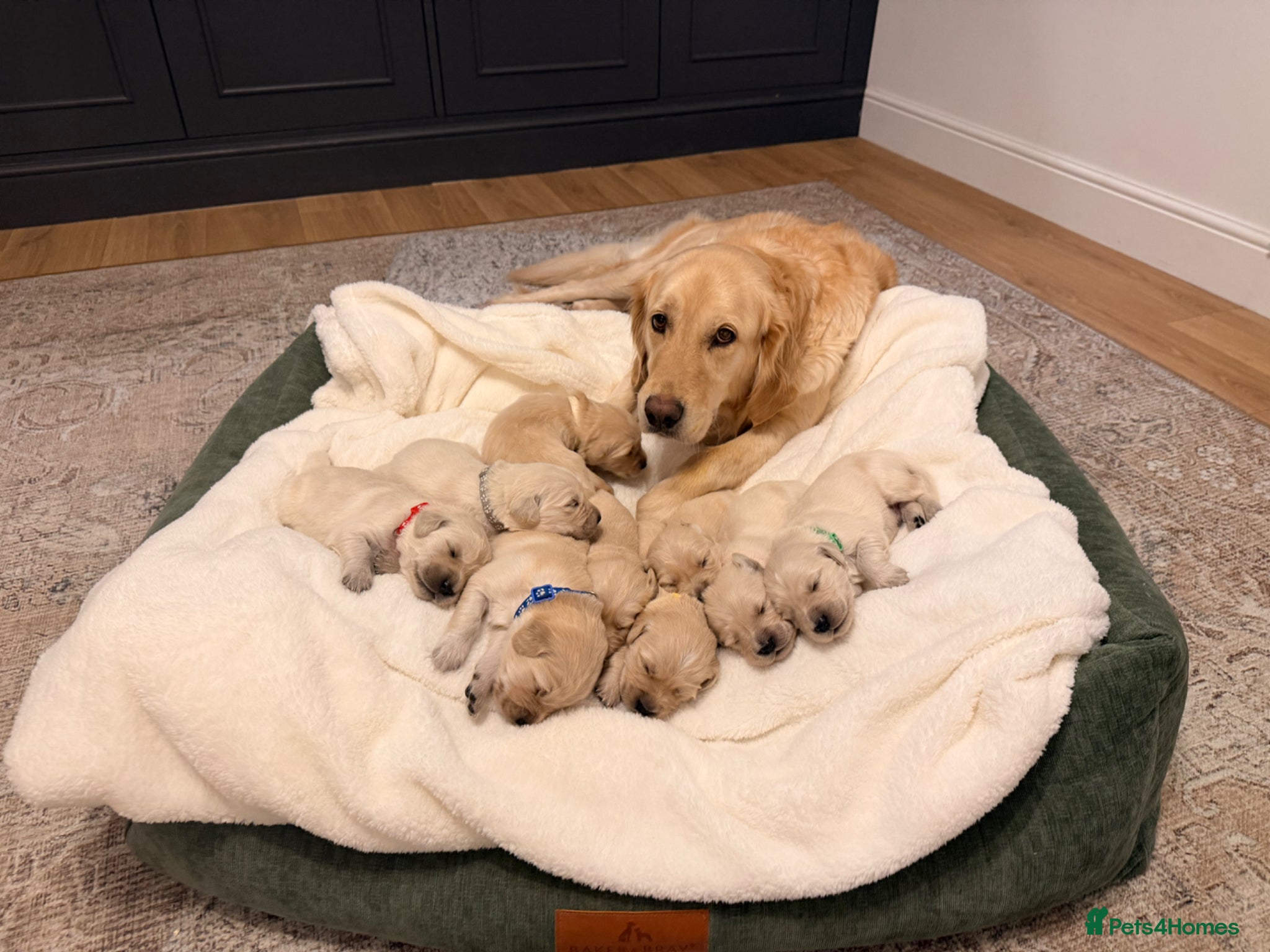 Golden Retriever dogs Golden Retriever Puppies For Sale - Advert 7