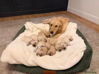 Golden Retriever dogs Golden Retriever Puppies For Sale - Advert 7