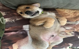 Mixed Breed dogs for sale: Beautiful Inca & handsome Nanuq PUPDATE x4 - Image 36