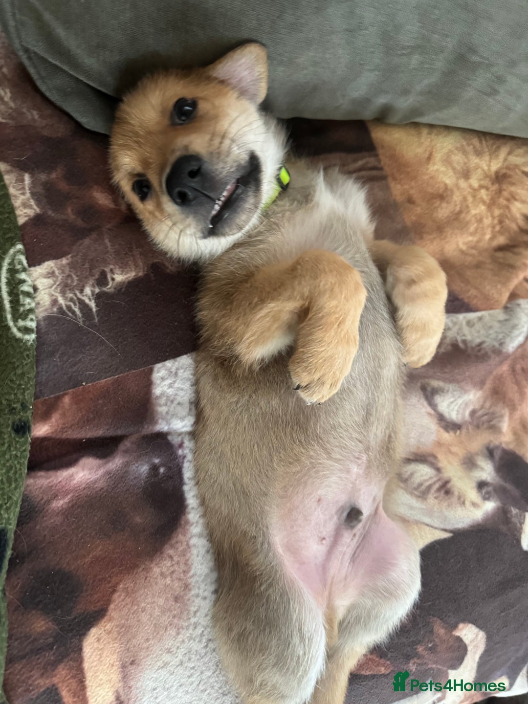 Mixed Breed dogs for sale: Beautiful Inca & handsome Nanuq PUPDATE x4 - Image 36