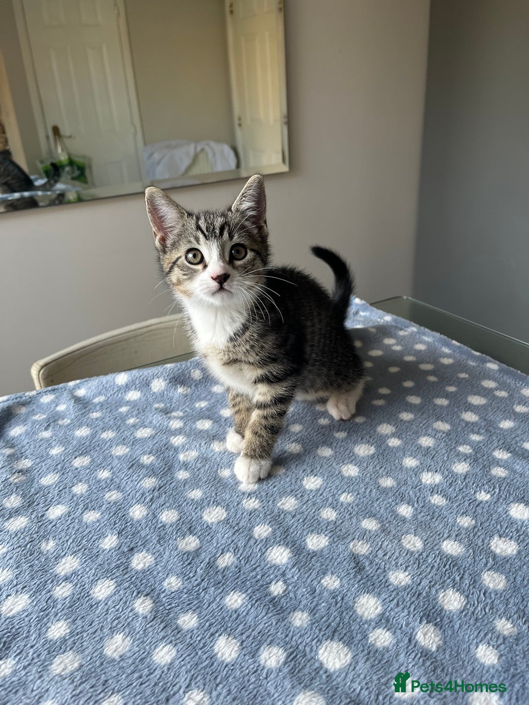 Mixed Breed cats for sale: 4 x Beautiful Adorable Kittens *Ready Now* - Image 5