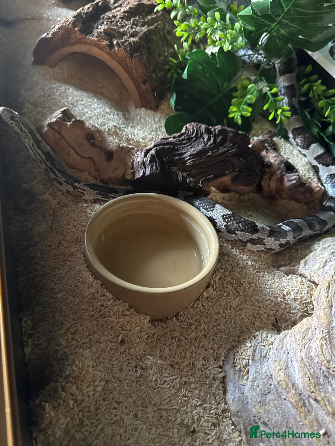 Corn Snake reptiles for sale: Corn snake - Advert 2