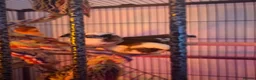 Finches birds for sale: 5 finches and 1 Canary  - Advert 2